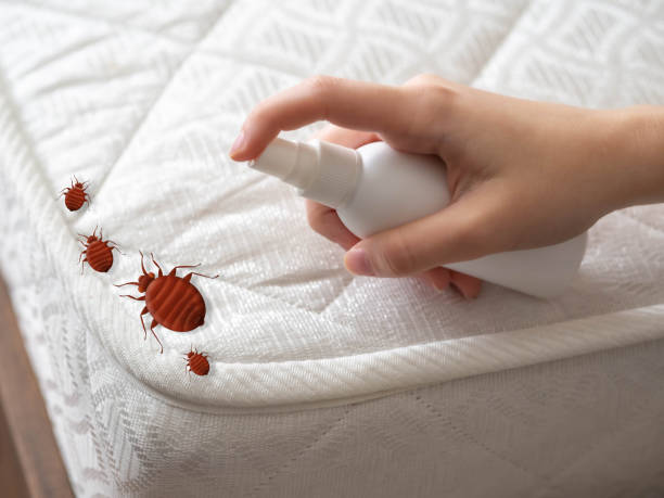 Best Emergency Pest Control  in Navarre Beach, FL