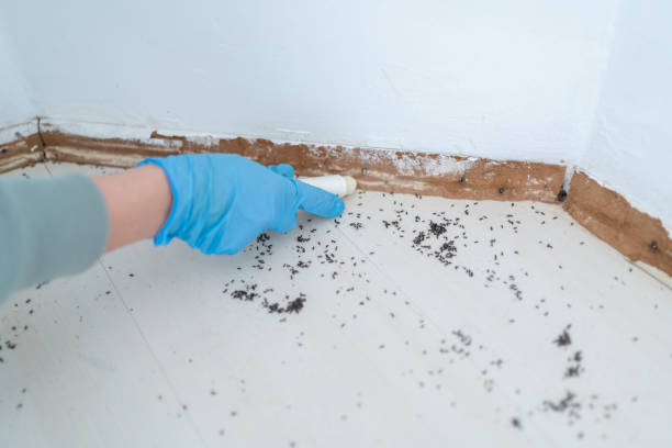 Pest Prevention Services in Navarre Beach, FL